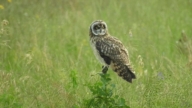 Short-eared Owl - ML501539061
