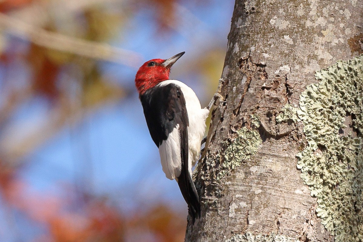 Red-headed Woodpecker - Sam Zhang