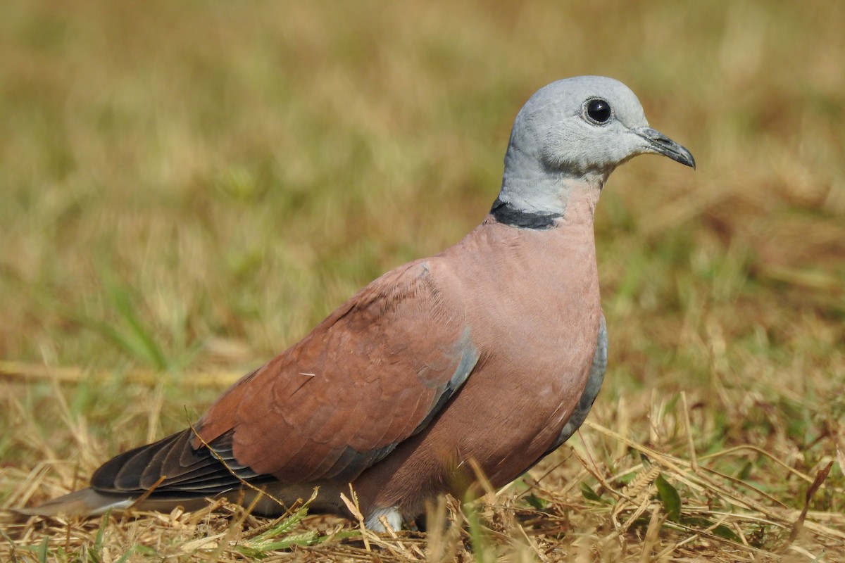 Red Collared-Dove - ML501540051