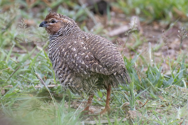 Rock Bush-Quail — photographed by Sayantan Ghosh