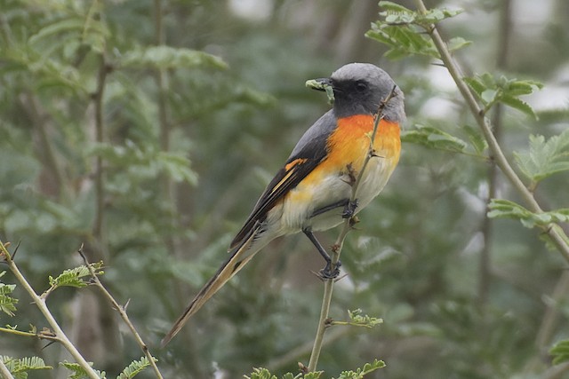 Small Minivet — photographed by Sayantan Ghosh