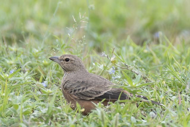 Rufous-tailed Lark — photographed by Sayantan Ghosh