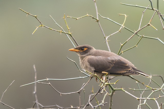 Bank Myna — photographed by Sayantan Ghosh