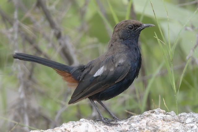 Indian Robin — photographed by Sayantan Ghosh