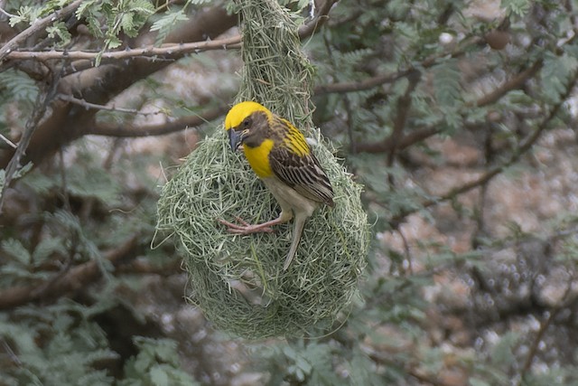 Baya Weaver — photographed by Sayantan Ghosh