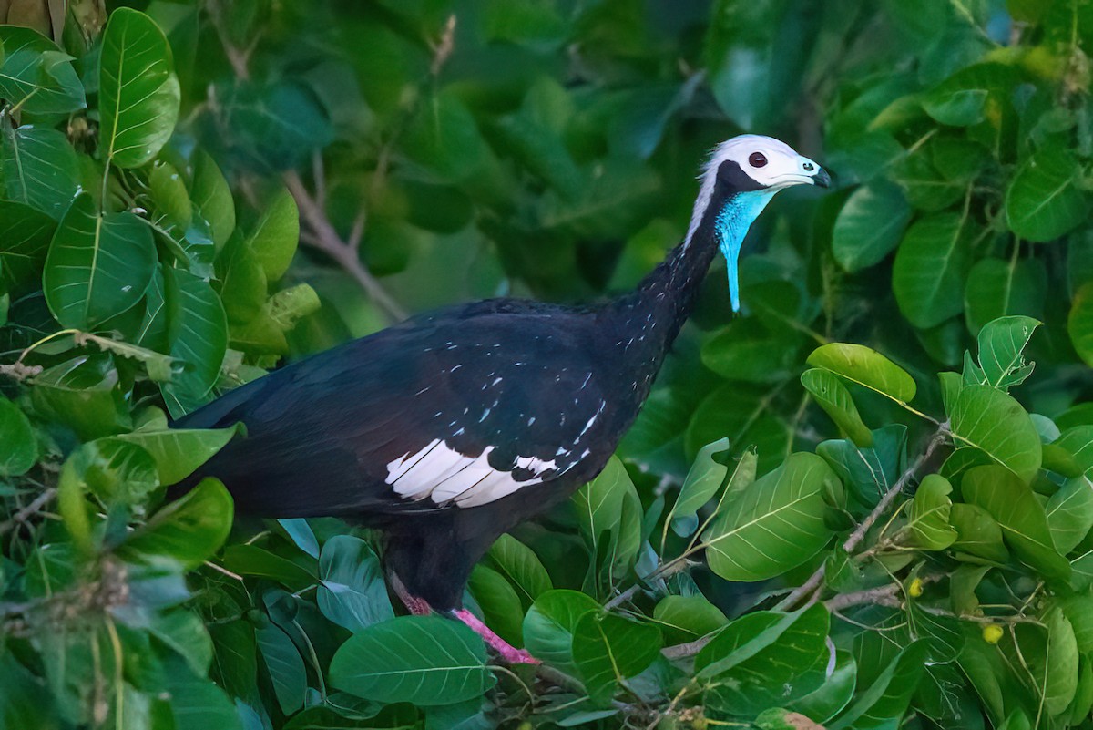White-throated Piping-Guan - ML501544221