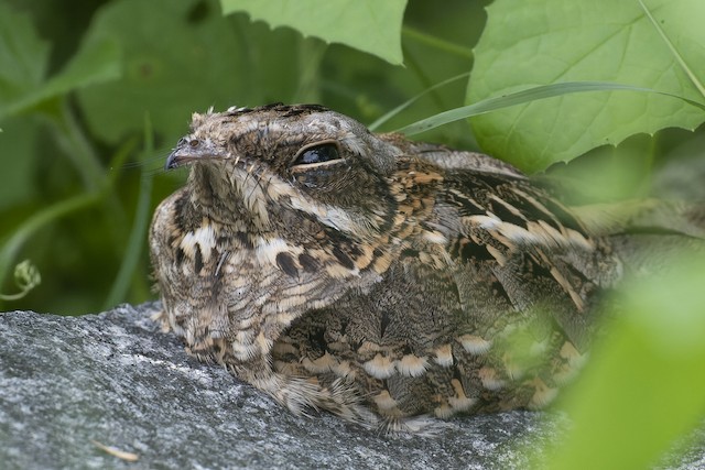 Indian Nightjar — photographed by Sayantan Ghosh