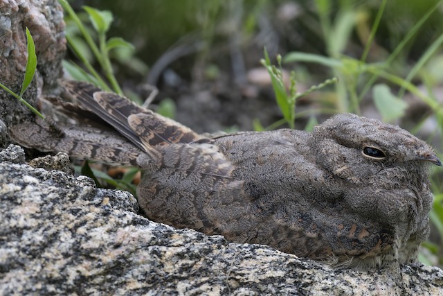 Savanna Nightjar — photographed by Sayantan Ghosh