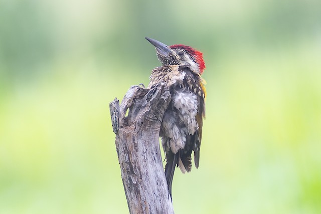 Black-rumped Flameback (Lesser Goldenbacked Woodpecker) — photographed by Sayantan Ghosh
