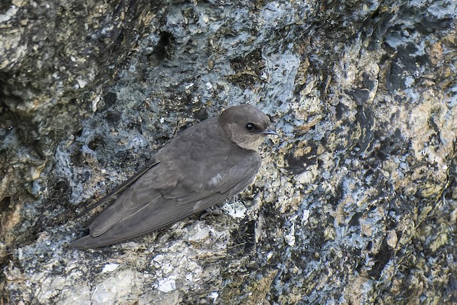Dusky Crag-Martin — photographed by Sayantan Ghosh
