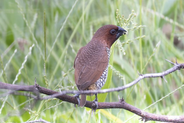 Scaly-breasted Munia (Spotted Munia) — photographed by Sayantan Ghosh