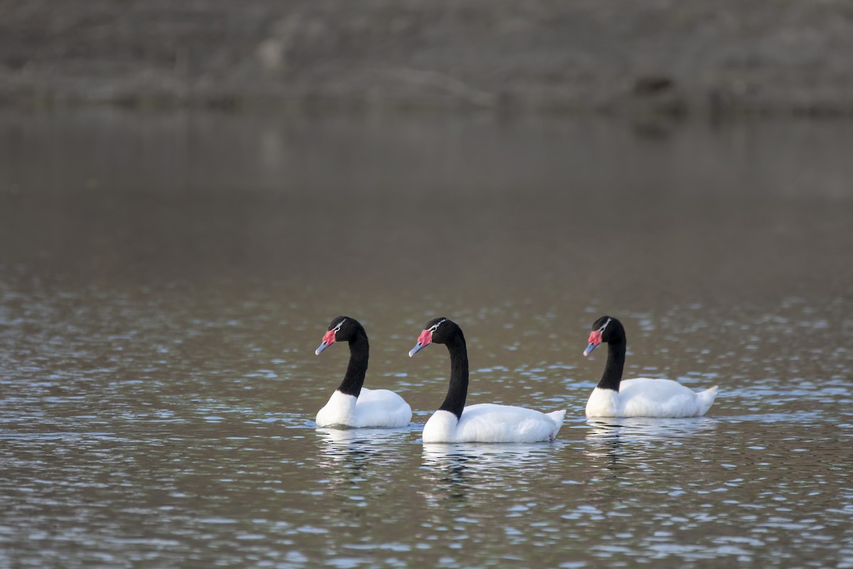 Black-necked Swan - ML501546351