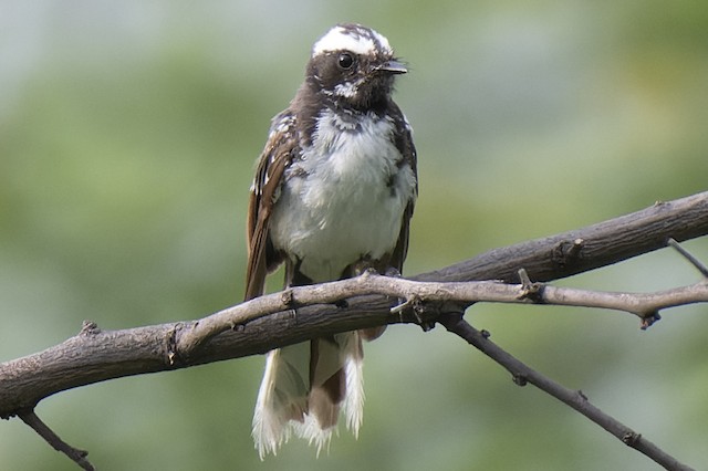 White-browed Fantail — photographed by Sayantan Ghosh