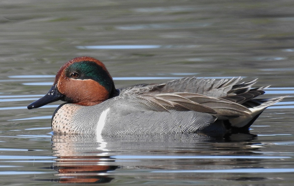 Green-winged Teal - ML50154641