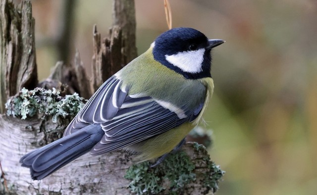 Definitive Basic Female Great Tit (subspecies <em class="SciName notranslate">major</em>). - Great Tit (Great) - 