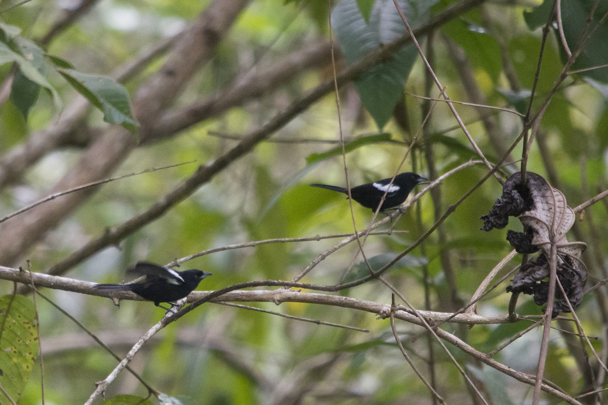 White-shouldered Tanager - ML50155091