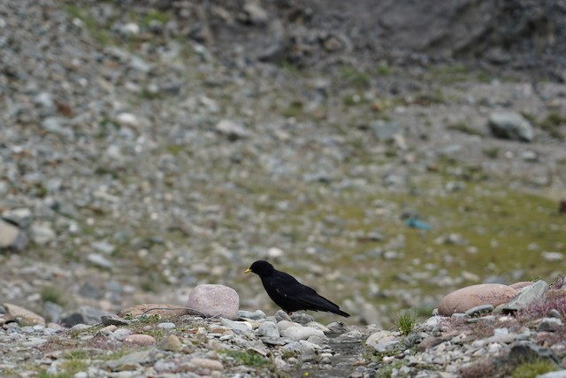 Yellow-billed Chough (Alpine Chough) — photographed by Sayantan Ghosh