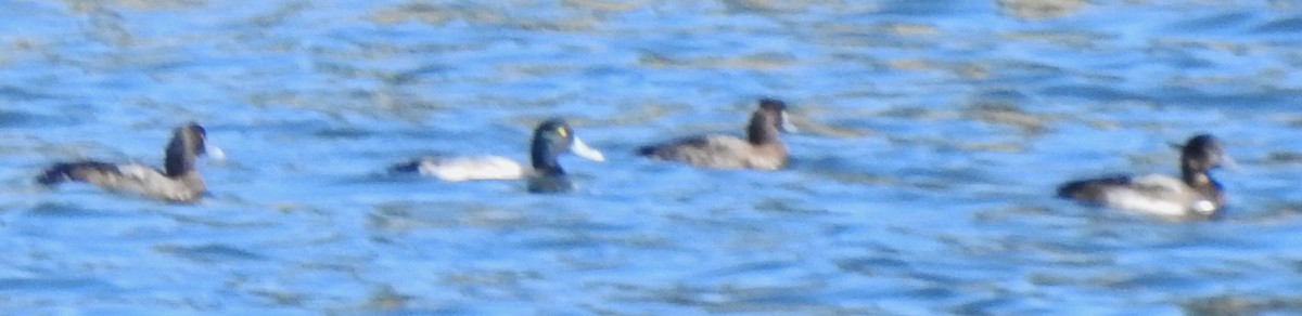 Greater Scaup - ML501553191