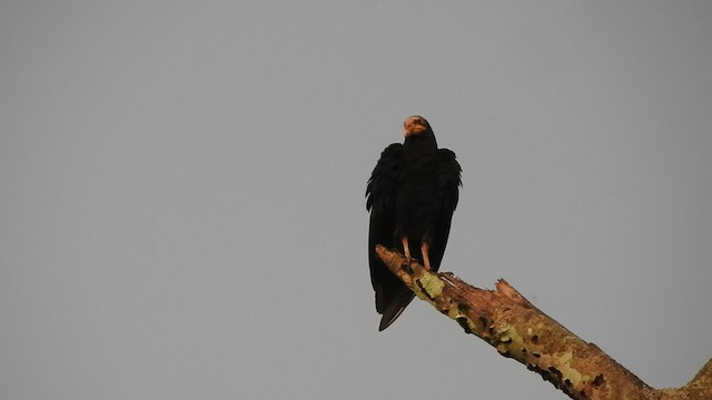 Greater Yellow-headed Vulture - ML501555671