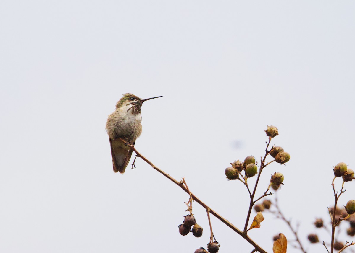 Calliope Hummingbird - ML501555861