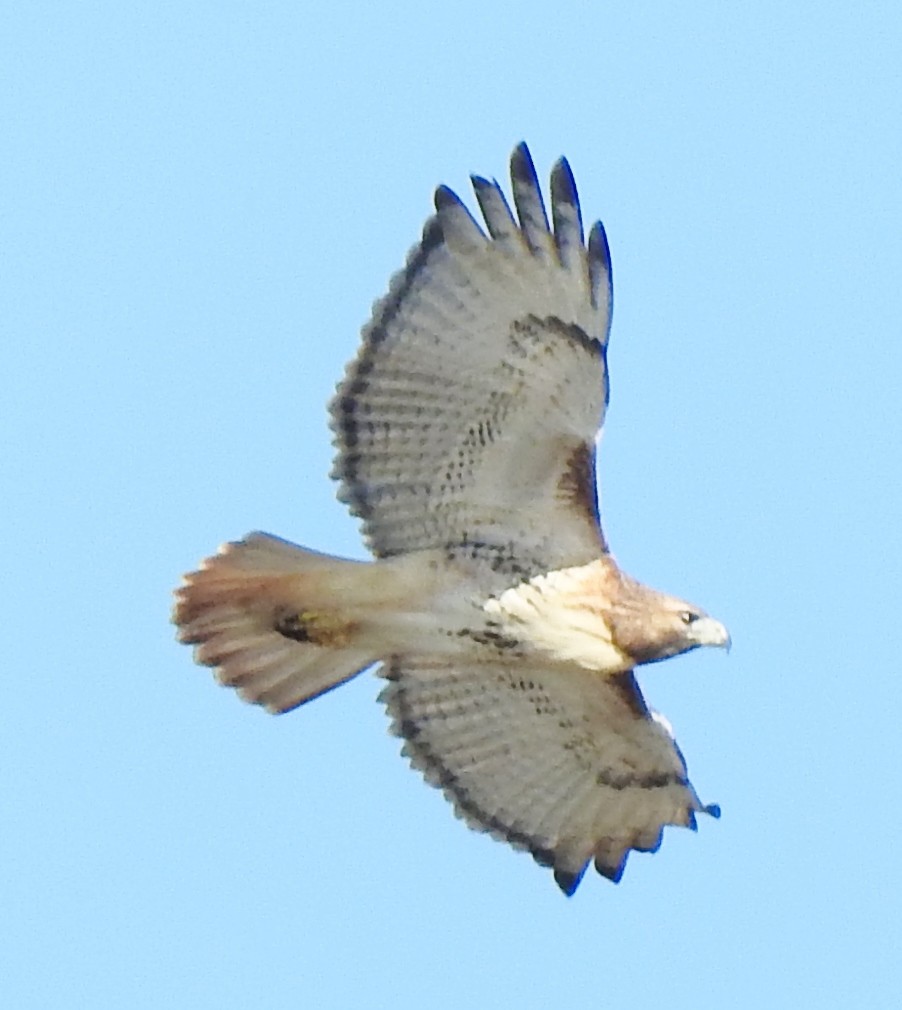 Red-tailed Hawk - ML501556691