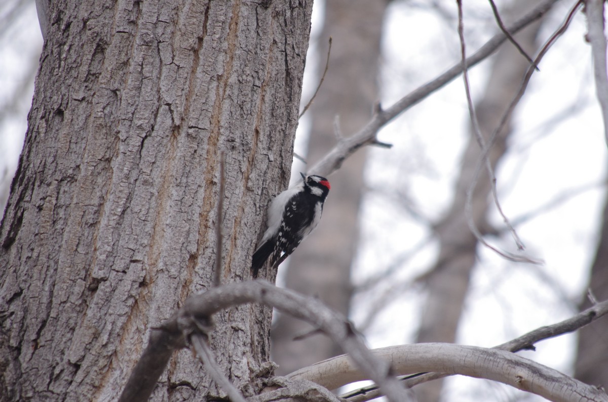 Downy Woodpecker - robert beauchamp