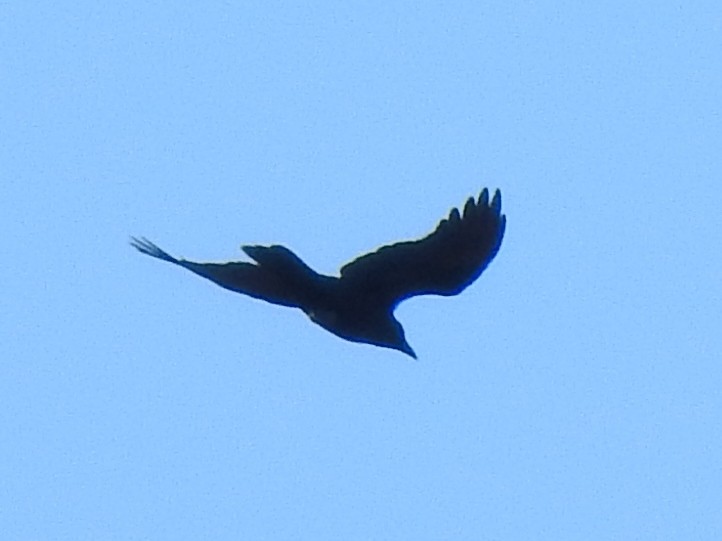 American Crow - ML501557601