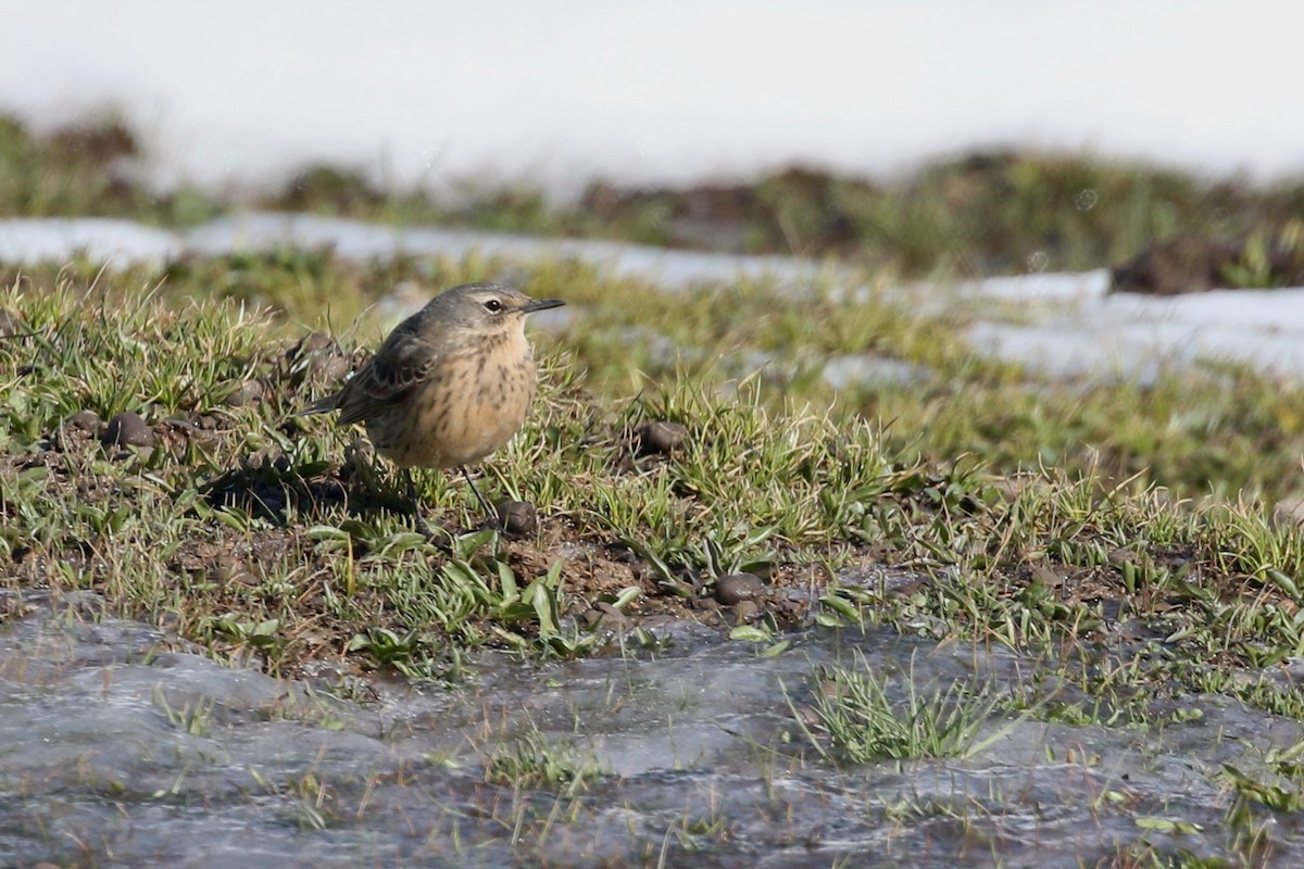 Water Pipit - ML501558771