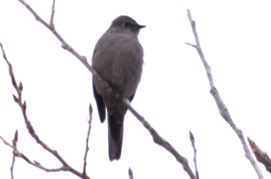 Townsend's Solitaire - ML50156191
