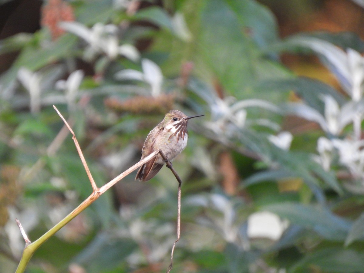 Calliope Hummingbird - ML501562801