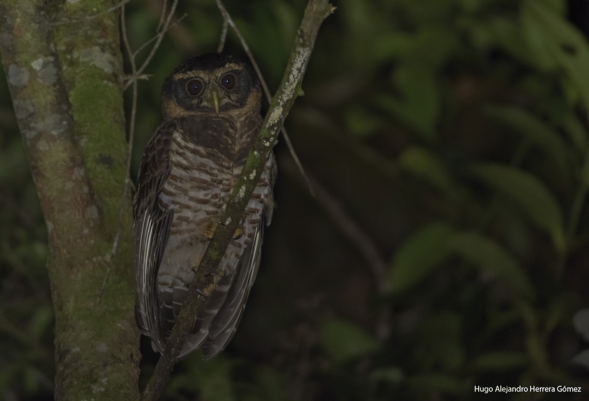 Band-bellied Owl - ML501563501