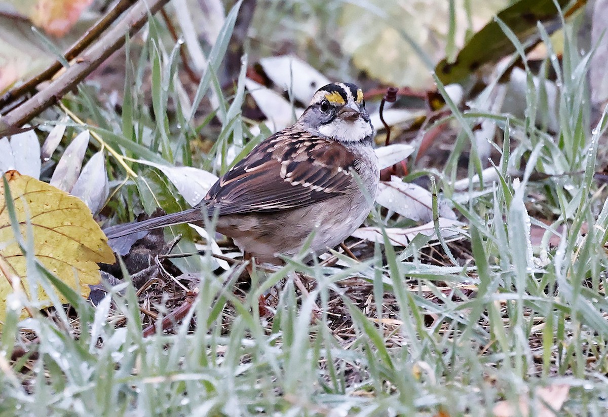 White-throated Sparrow - ML501563991