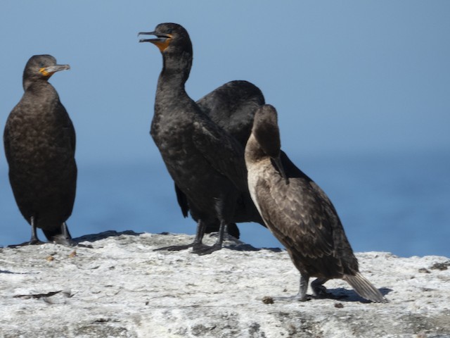 Cape Cormorant — photographed by Sayantan Ghosh