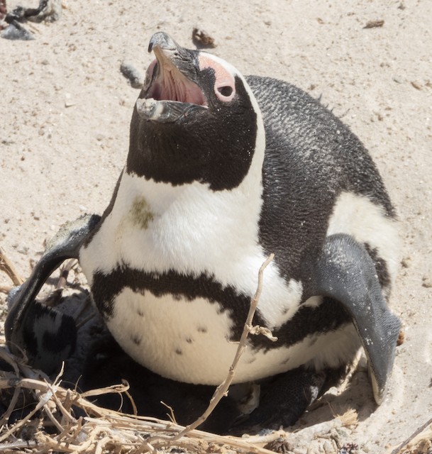 African Penguin — photographed by Sayantan Ghosh