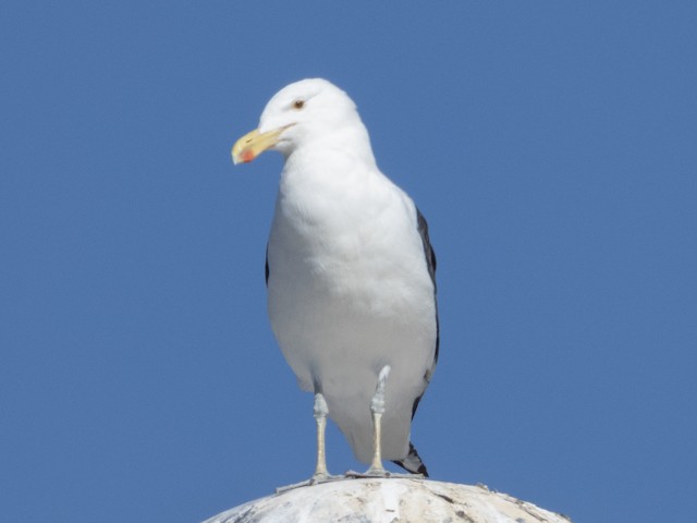 Kelp Gull — photographed by Sayantan Ghosh