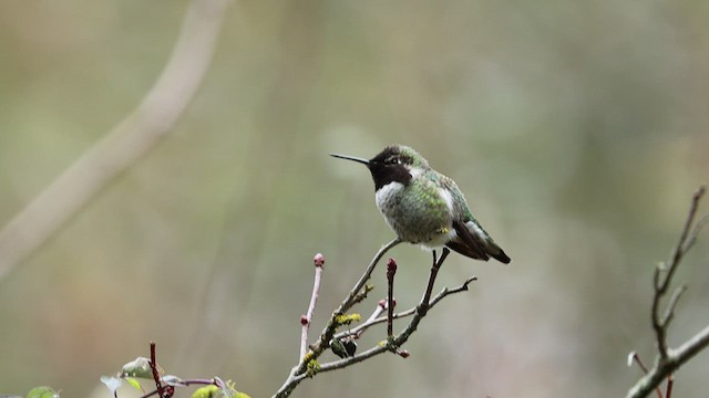 Anna's Hummingbird - ML501565611