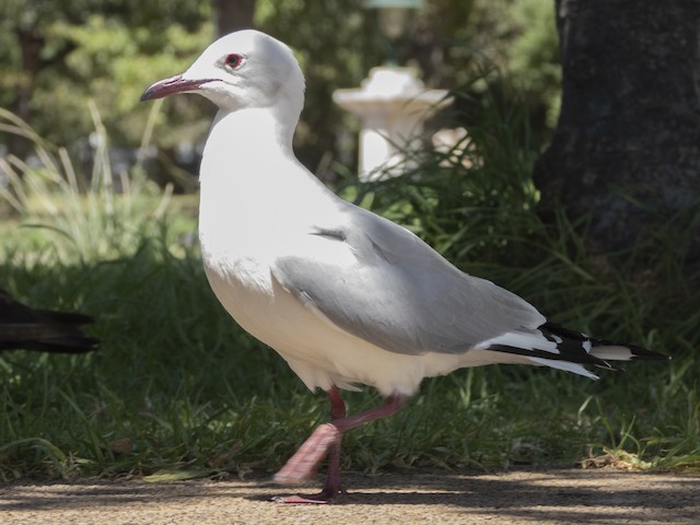 Hartlaub's Gull — photographed by Sayantan Ghosh