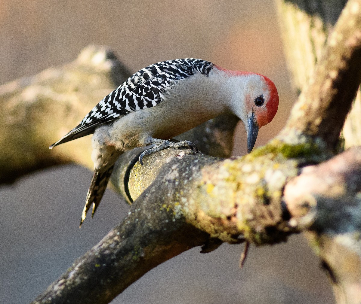 Red-bellied Woodpecker - ML501566981