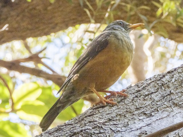 Olive Thrush — photographed by Sayantan Ghosh