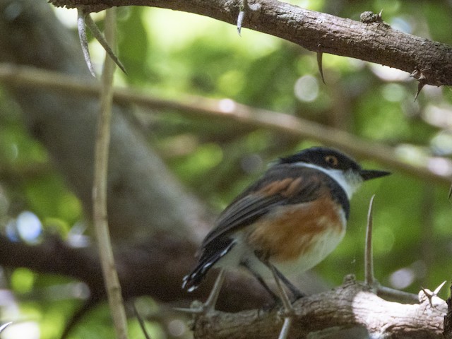 Cape Batis — photographed by Sayantan Ghosh