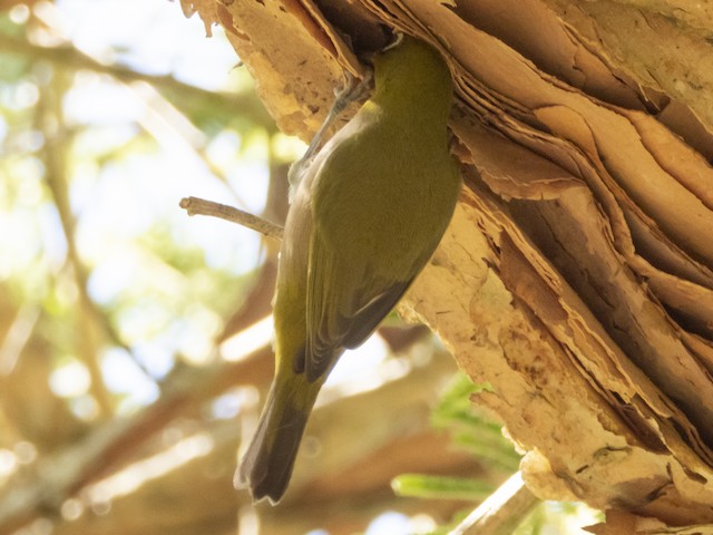 Cape White-eye — photographed by Sayantan Ghosh