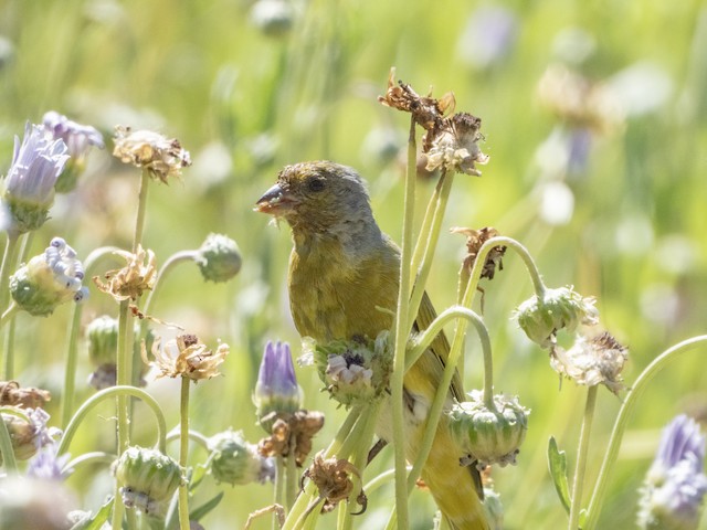 Cape Canary — photographed by Sayantan Ghosh