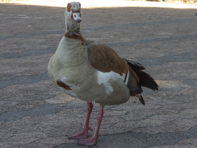 Egyptian Goose — photographed by Sayantan Ghosh