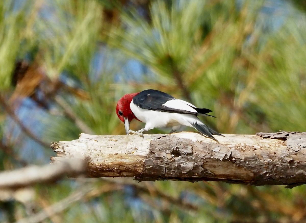 Red-headed Woodpecker - ML501568911