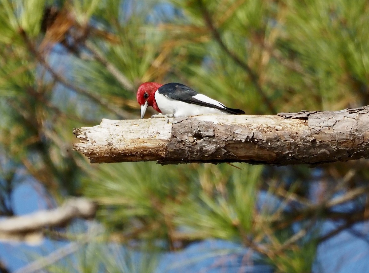 Red-headed Woodpecker - ML501568921