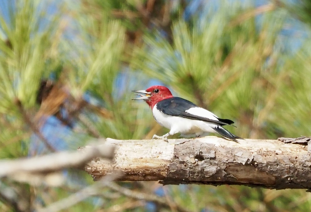 Red-headed Woodpecker - ML501568931