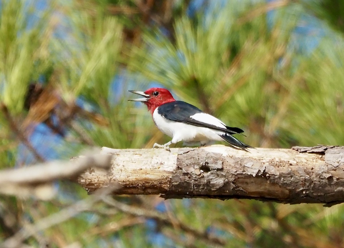 Red-headed Woodpecker - ML501568941