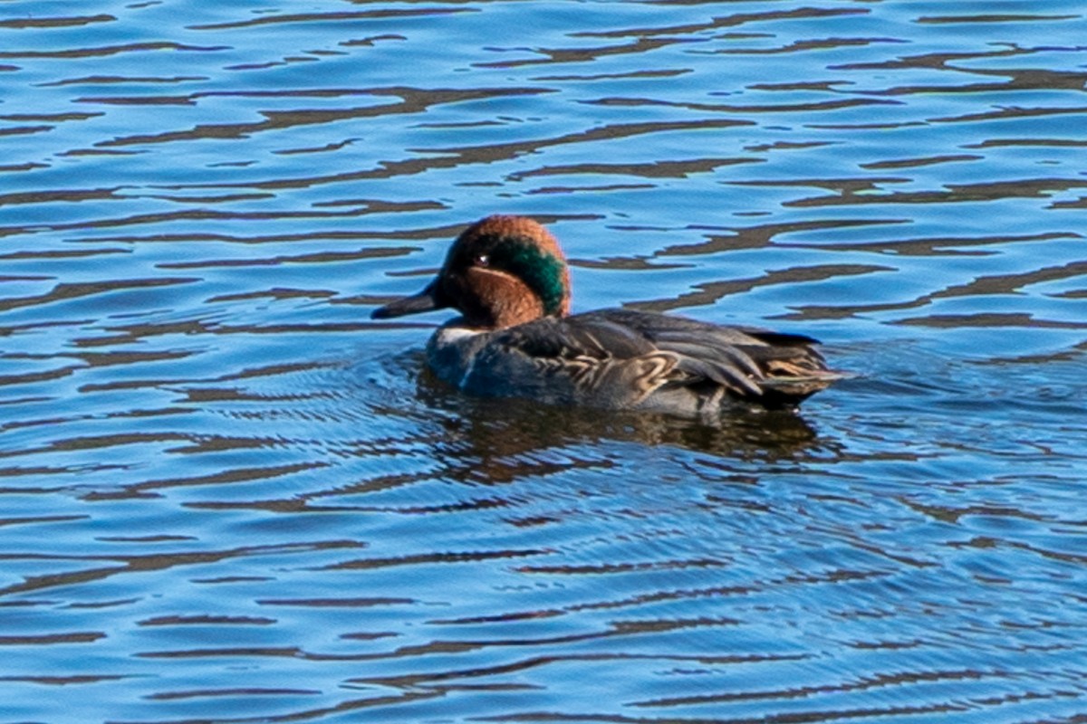 Green-winged Teal - ML501570091