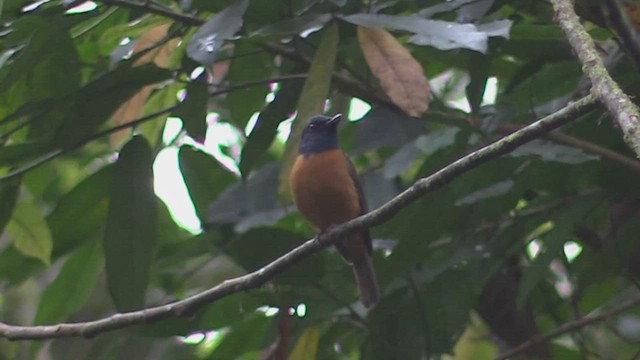 Blue-fronted Flycatcher - ML501572231