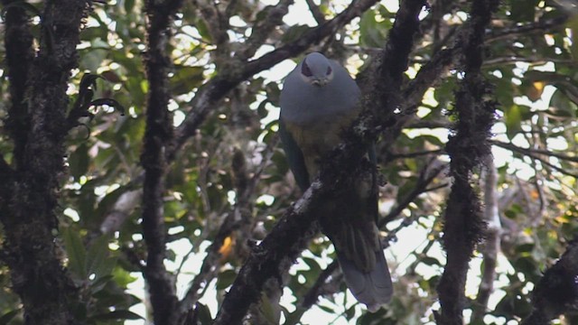 Red-eared Fruit-Dove (Red-eared) - ML501572651